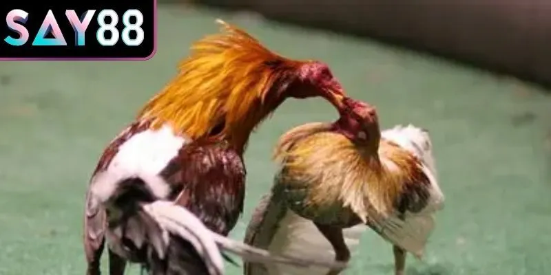 Luật quy định về thời gian và thắng thua